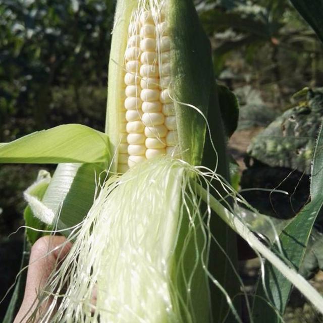 BJL平台-汉堡忽视格林将付双倍代价 黑马欲续租拜仁新星