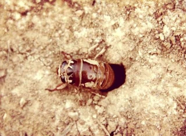 BJL平台集团|《传说之下》不能因为粗劣画风而被忽视的好游戏