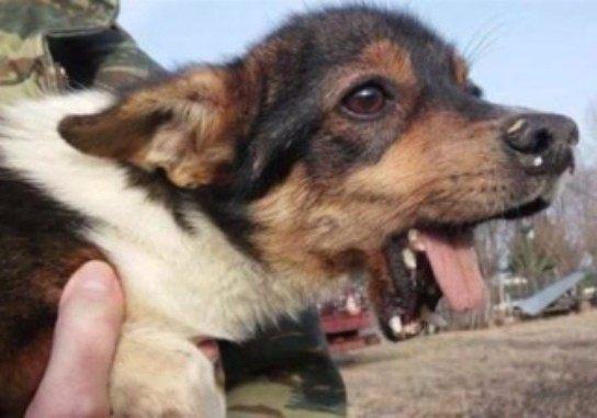 6日德甲推荐：法兰克福VS云达不莱梅|BJL平台集团